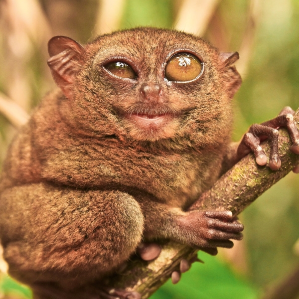 Kalender 2027Lustige Tiere