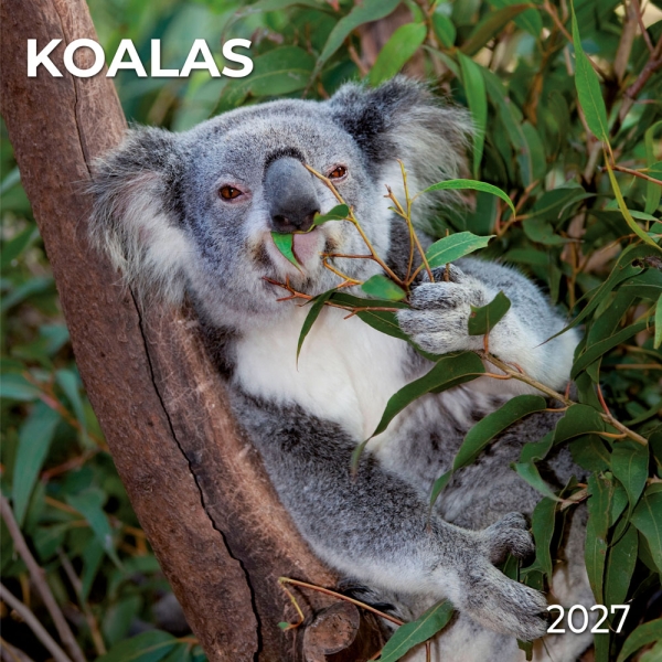 Kalender 2027Koalas