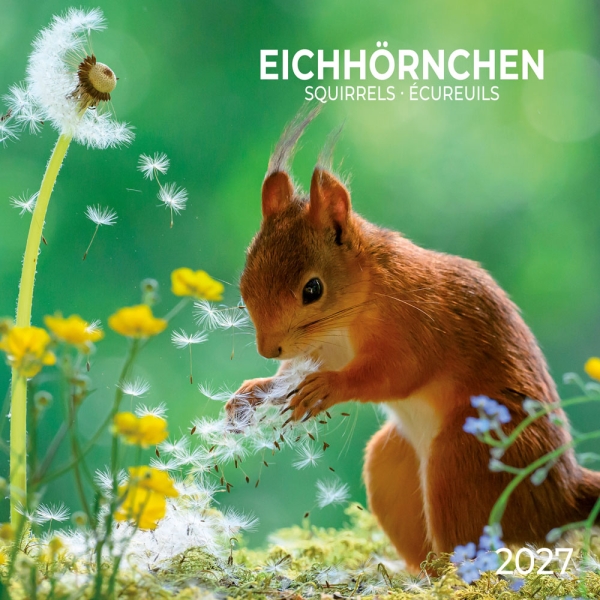 Kalender 2027Eichhörnchen