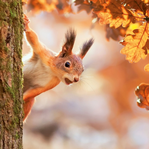 Kalender 2027Eichhörnchen