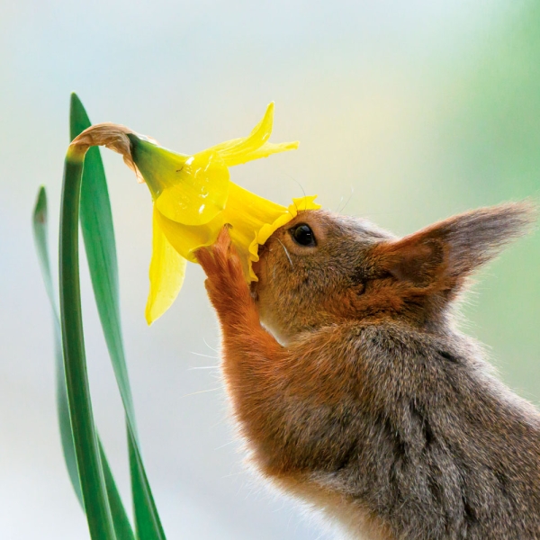 Kalender 2027Eichhörnchen