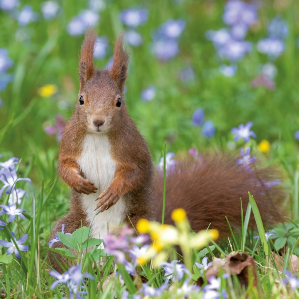 Kalender 2027Eichhörnchen