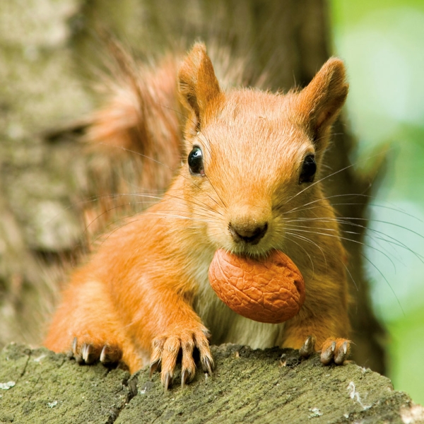 Kalender 2027Eichhörnchen