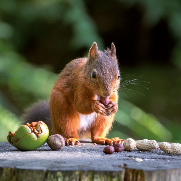 Kalender 2027Eichhörnchen