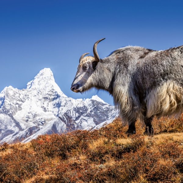 Calendar 2027Himalaya