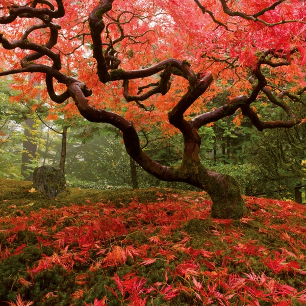 Kalender 2027Japanese Garden