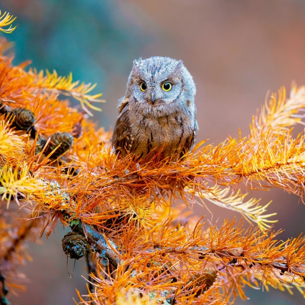 Kalender 2027Magic Owls