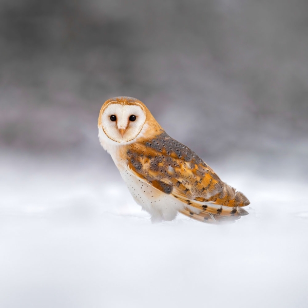 Kalender 2027Magic Owls