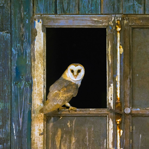 Kalender 2027Magic Owls