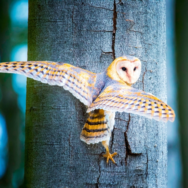 Kalender 2027Magic Owls