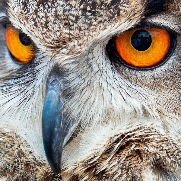 Kalender 2027Magic Owls