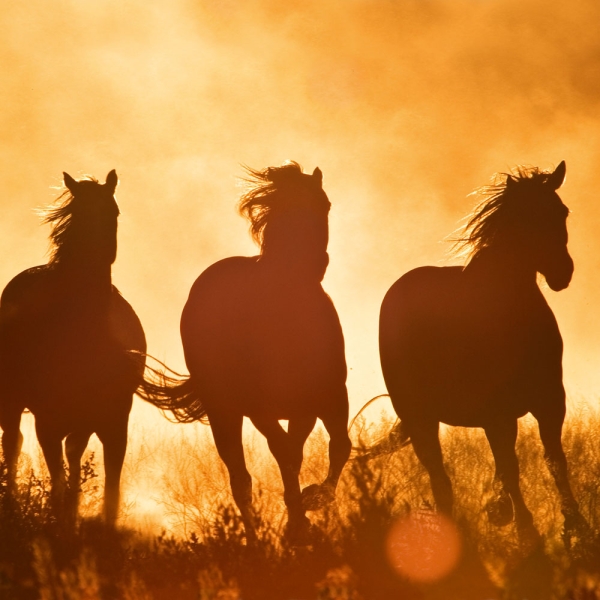 Kalender 2027Magic Horses