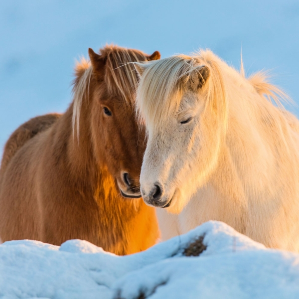 Kalender 2027Magic Horses