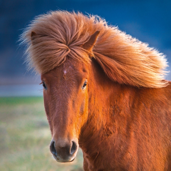 Kalender 2027Magic Horses