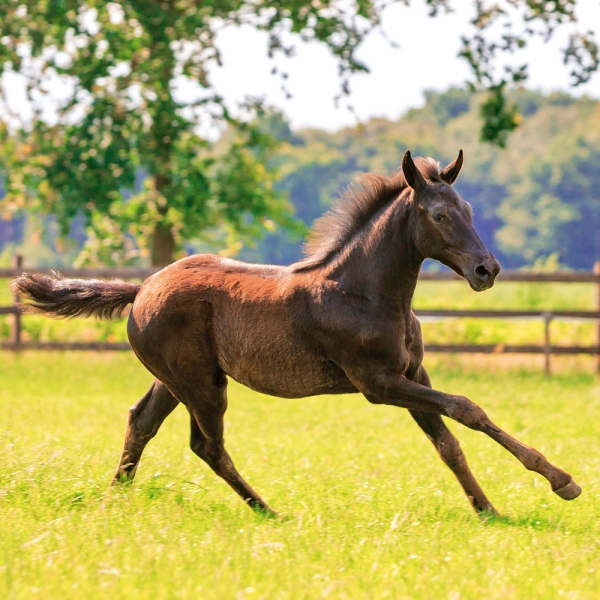 Kalender 2027Magic Horses