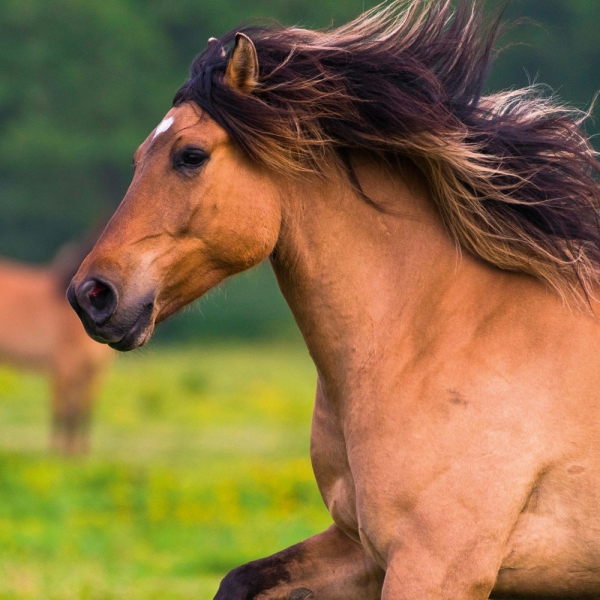 Kalender 2027Magic Horses