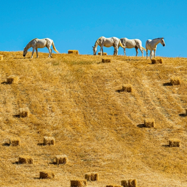 Kalender 2027Magic Horses