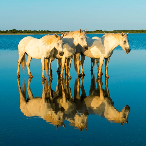 Kalender 2027Magic Horses