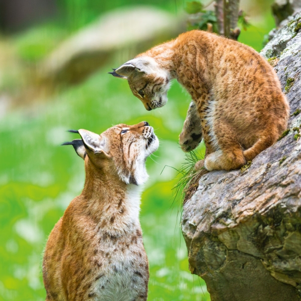 Kalender 2027Dwellers of the Woodlands