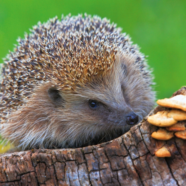 Kalender 2027Dwellers of the Woodlands