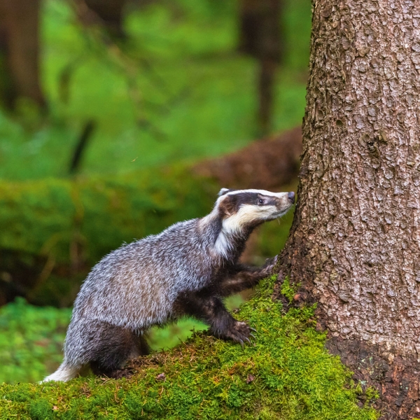 Kalender 2027Dwellers of the Woodlands