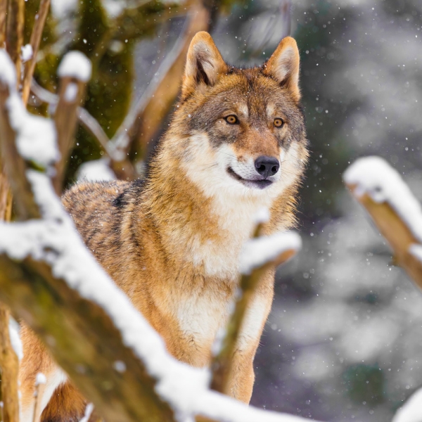 Kalender 2027Dwellers of the Woodlands