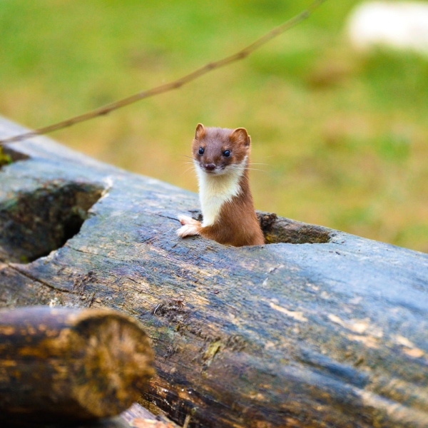 Kalender 2027Dwellers of the Woodlands