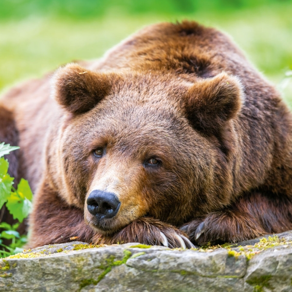 Kalender 2027Dwellers of the Woodlands