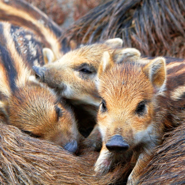 Kalender 2027Dwellers of the Woodlands