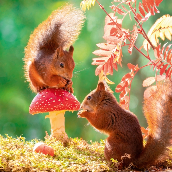 Kalender 2027Dwellers of the Woodlands