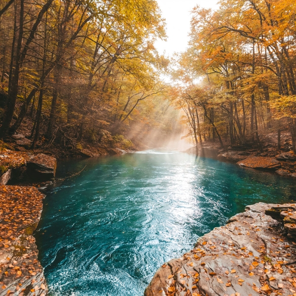 Kalender 2027Deep Forest