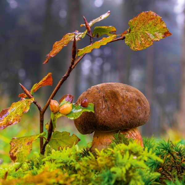 Kalender 2027Deep Forest