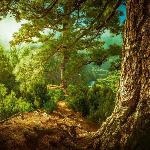 Kalender 2027Deep Forest