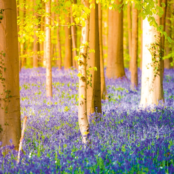 Kalender 2027Deep Forest