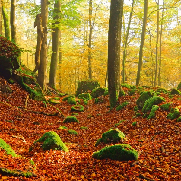 Kalender 2027Deep Forest