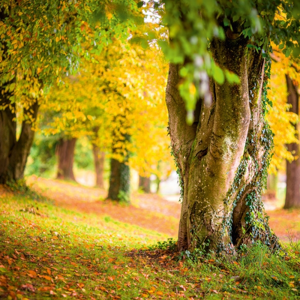 Kalender 2027Deep Forest