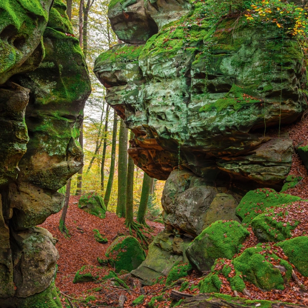 Kalender 2027Deep Forest