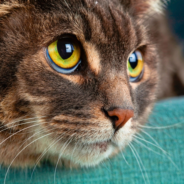 Kalender 2027Cool Cats