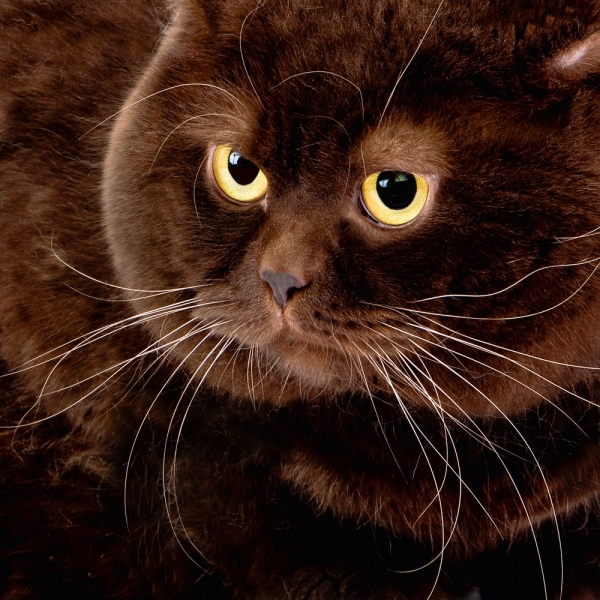 Kalender 2027Cool Cats