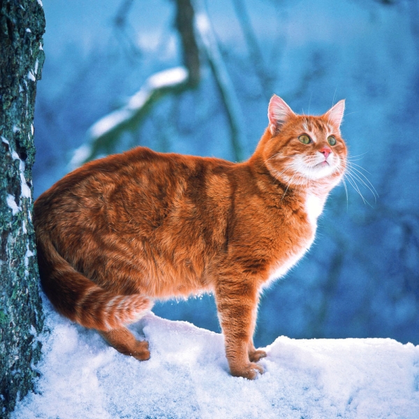 Kalender 2027Cool Cats