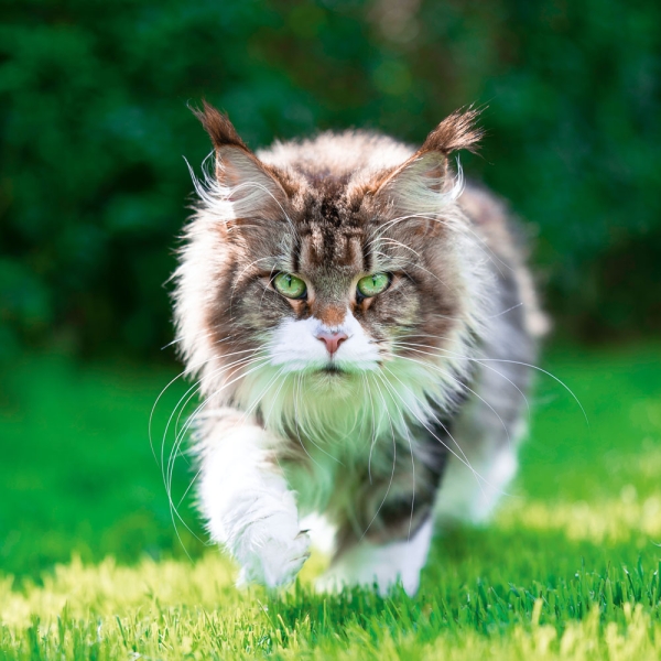 Kalender 2027Cool Cats