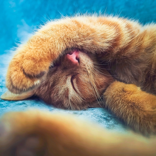 Kalender 2027Cool Cats