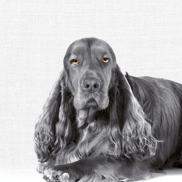 Calendar 2027Animal Portraits