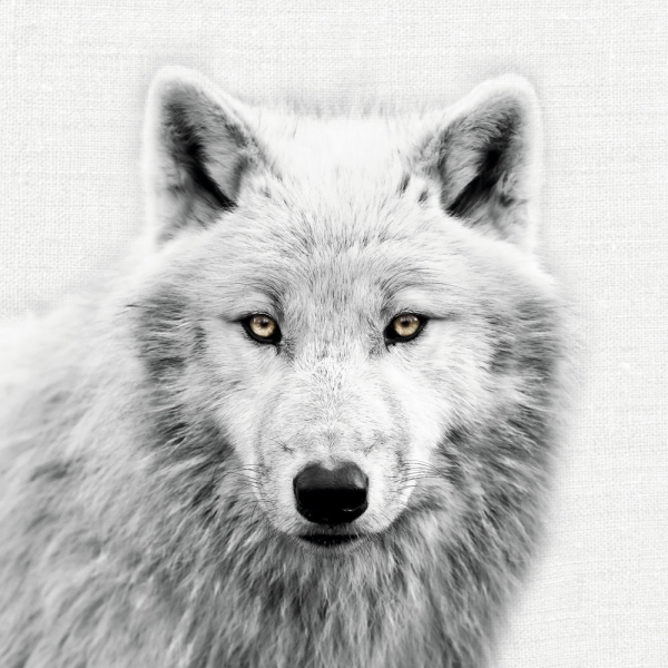 Calendar 2027Animal Portraits