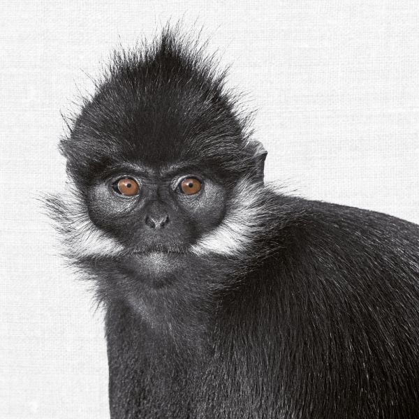 Calendar 2027Animal Portraits