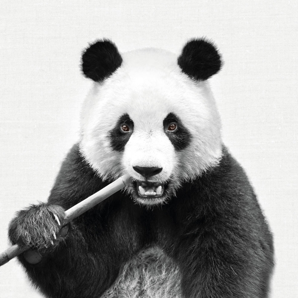 Calendar 2027Animal Portraits