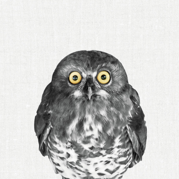 Calendar 2027Animal Portraits