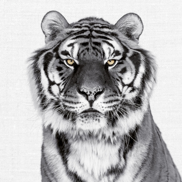 Calendar 2027Animal Portraits