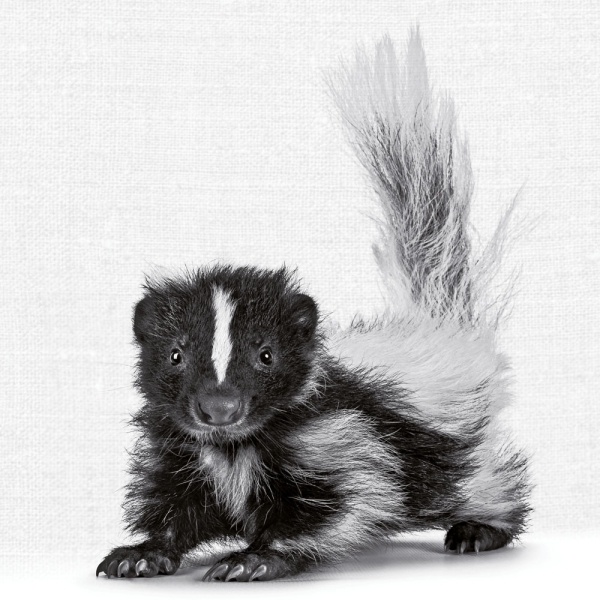 Calendar 2027Animal Portraits