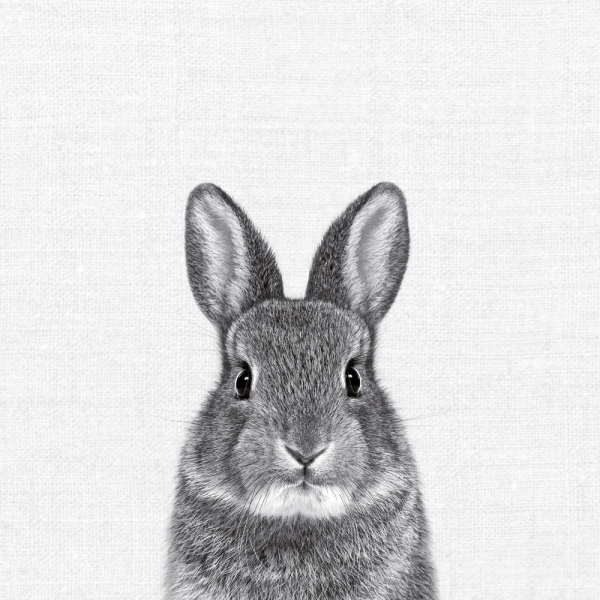 Calendar 2027Animal Portraits